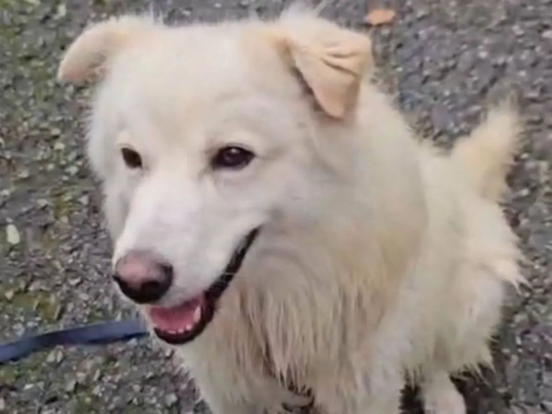 Adotta un cane, taglia media, maschio, Novara