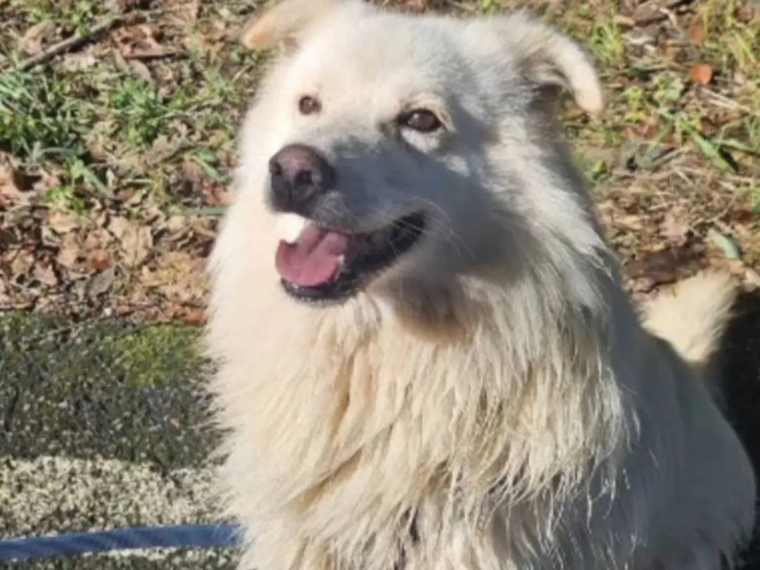 Adotta il cane FIORELLO a Novara