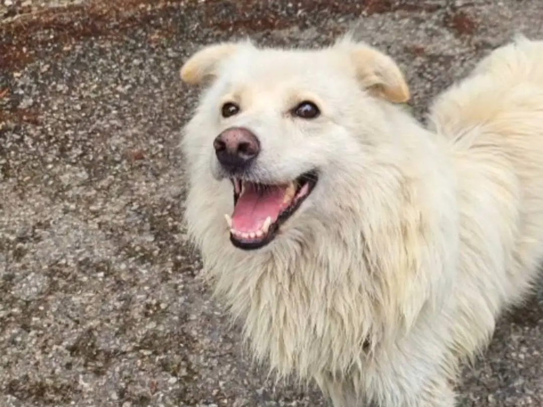 Adotta un cane, maschio, 5 anni e 4 mesi, Novara