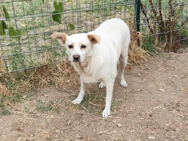 Foto 1 dell'animale
