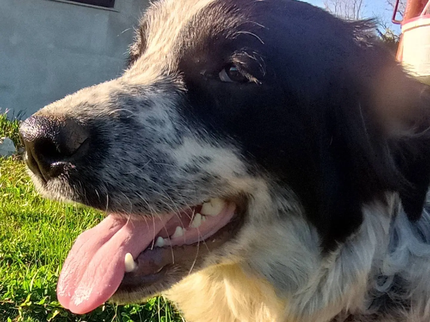Adozione cane, femmina, Razza sconosciuta Razza sconosciuta, 1 anno e 2 mesi, taglia media, Catanzaro