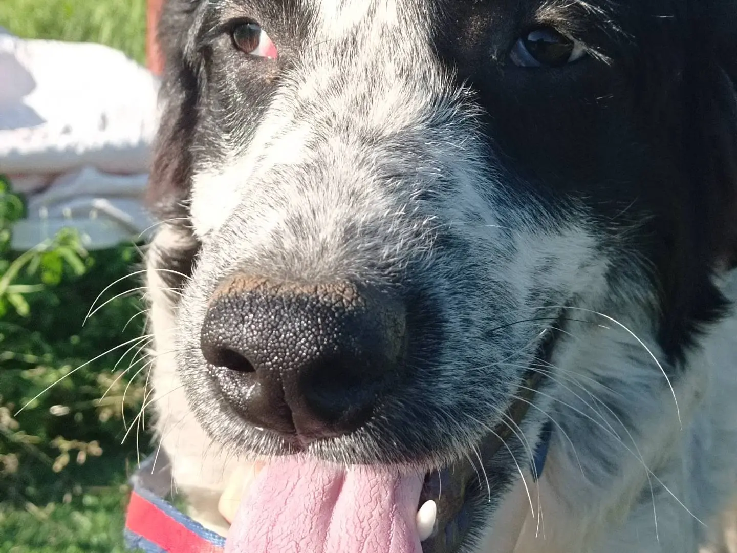 Adotta un cane, femmina, 1 anno e 2 mesi, Catanzaro