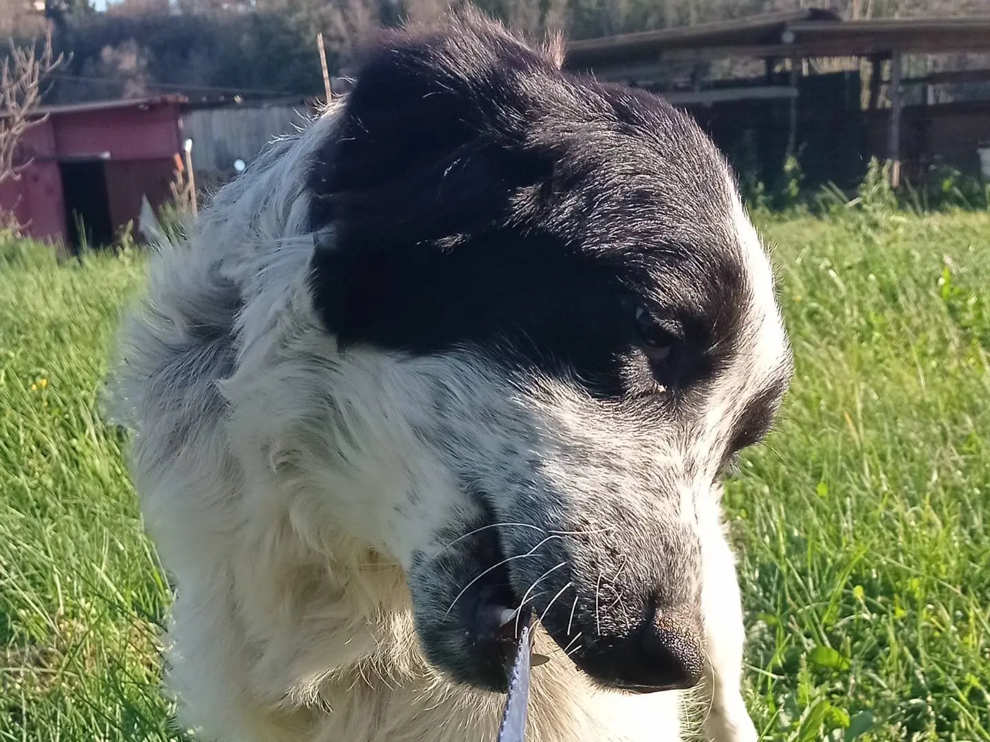 Adotta un cane, taglia media, femmina, Catanzaro