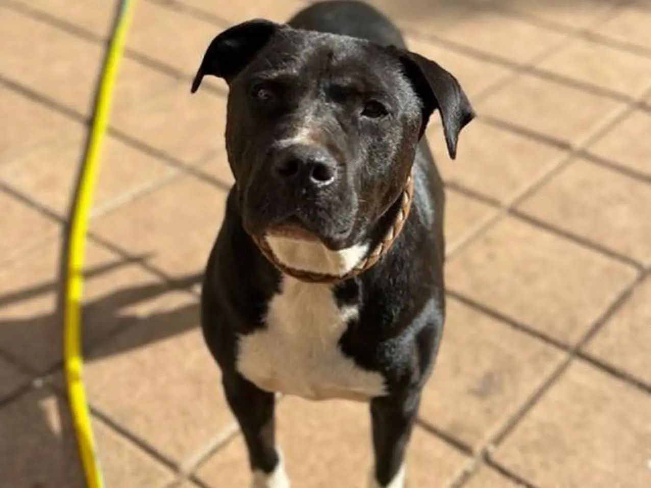 Adozione cane, maschio, Amstaff Razza sconosciuta, 6 anni e 3 mesi, taglia grande, Roma
