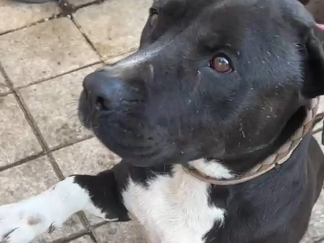 Adotta un cane, taglia grande, maschio, Roma