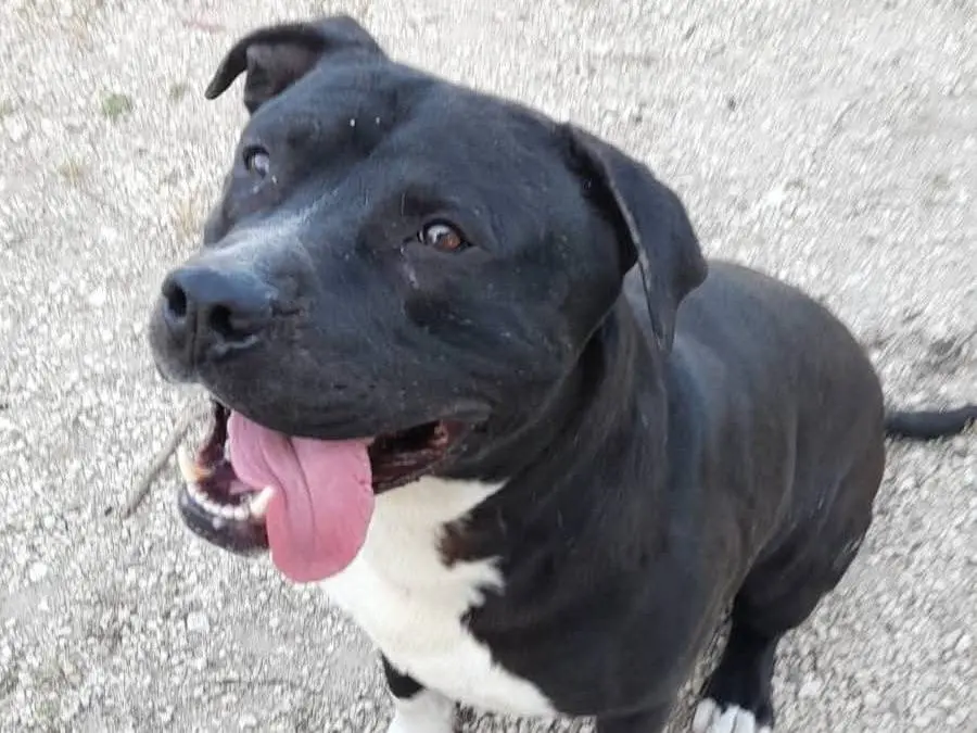 Adotta un cane, maschio, 6 anni e 3 mesi, Roma