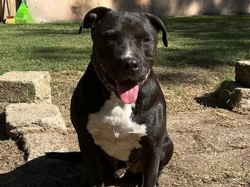 Adotta il cane Pasquale a Roma