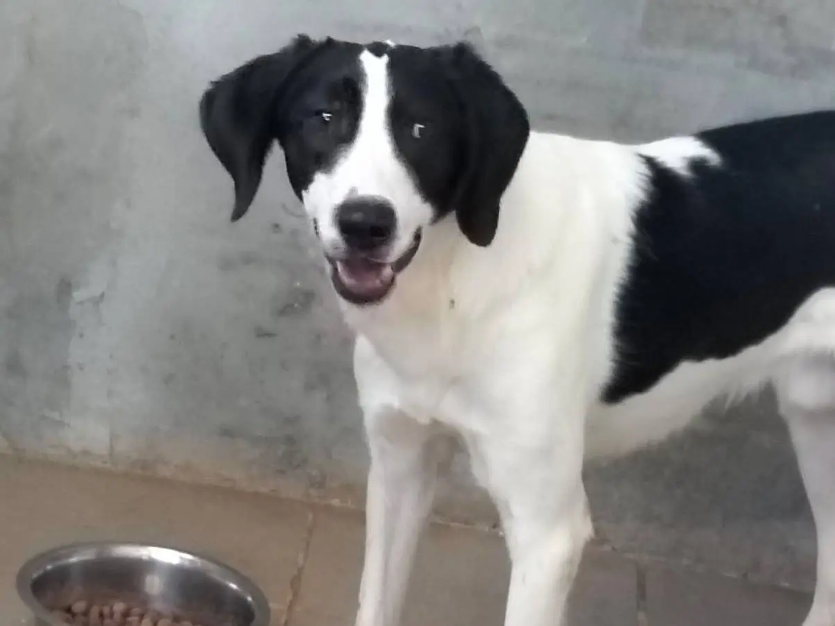 Adotta il cane Kevin a Torino