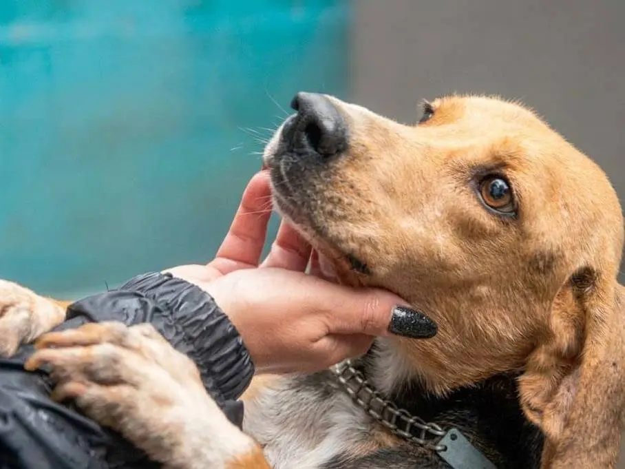 Adotta un cane, maschio, 3 anni e 2 mesi, Frosinone