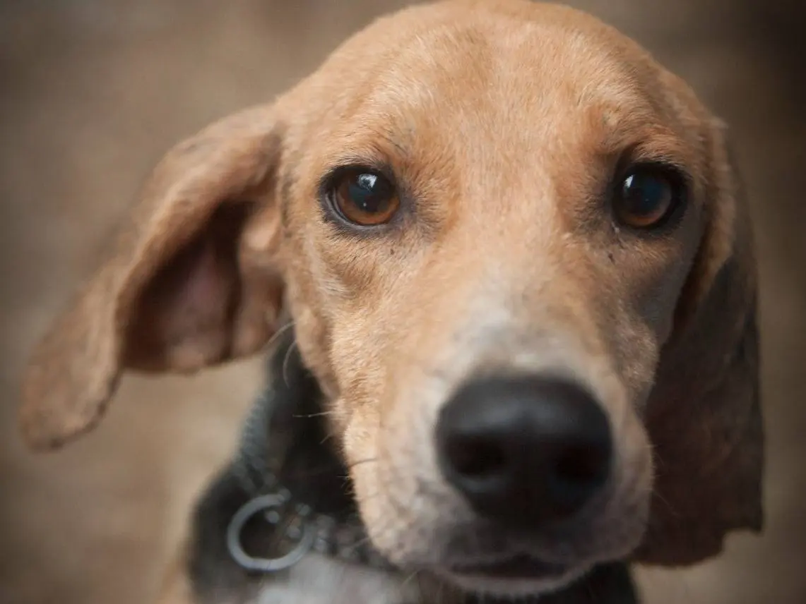 Adozione cane, maschio, Razza sconosciuta Razza sconosciuta, 3 anni e 2 mesi, taglia media contenuta, Frosinone