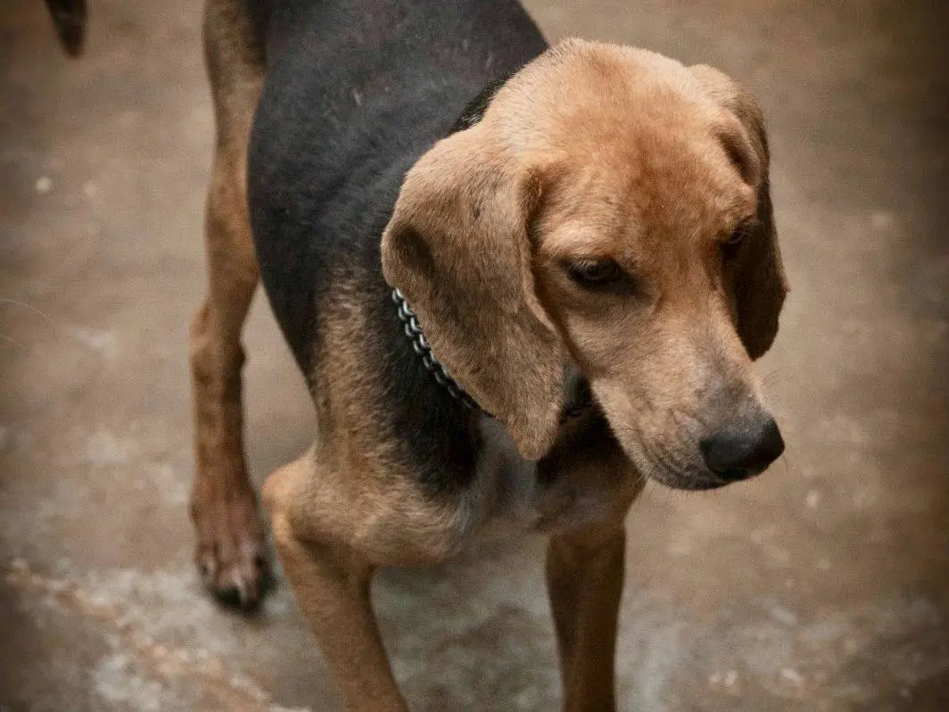 Adotta un cane, taglia media contenuta, maschio, Frosinone