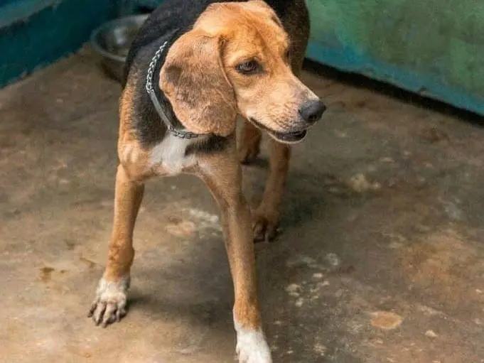 Vuoi adottare un cane a Frosinone?