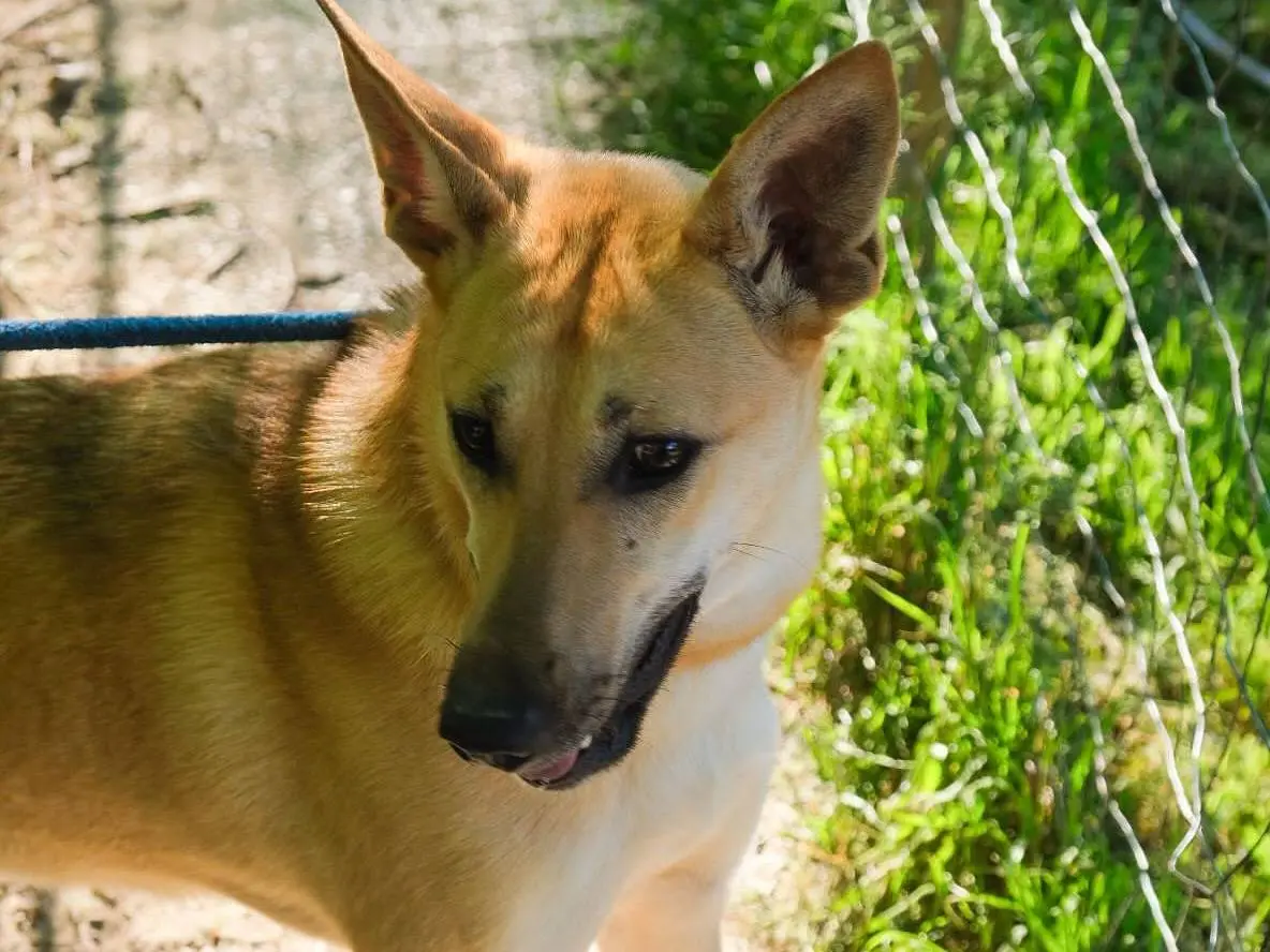 Adotta un cane, femmina, 1 anno e 11 mesi, Torino