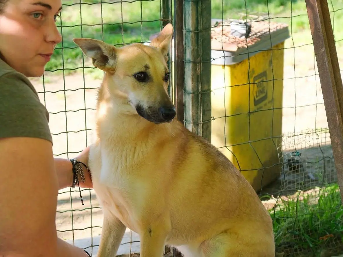 Adozione cane, femmina, Pastore tedesco Razza sconosciuta, 1 anno e 11 mesi, taglia media, Torino