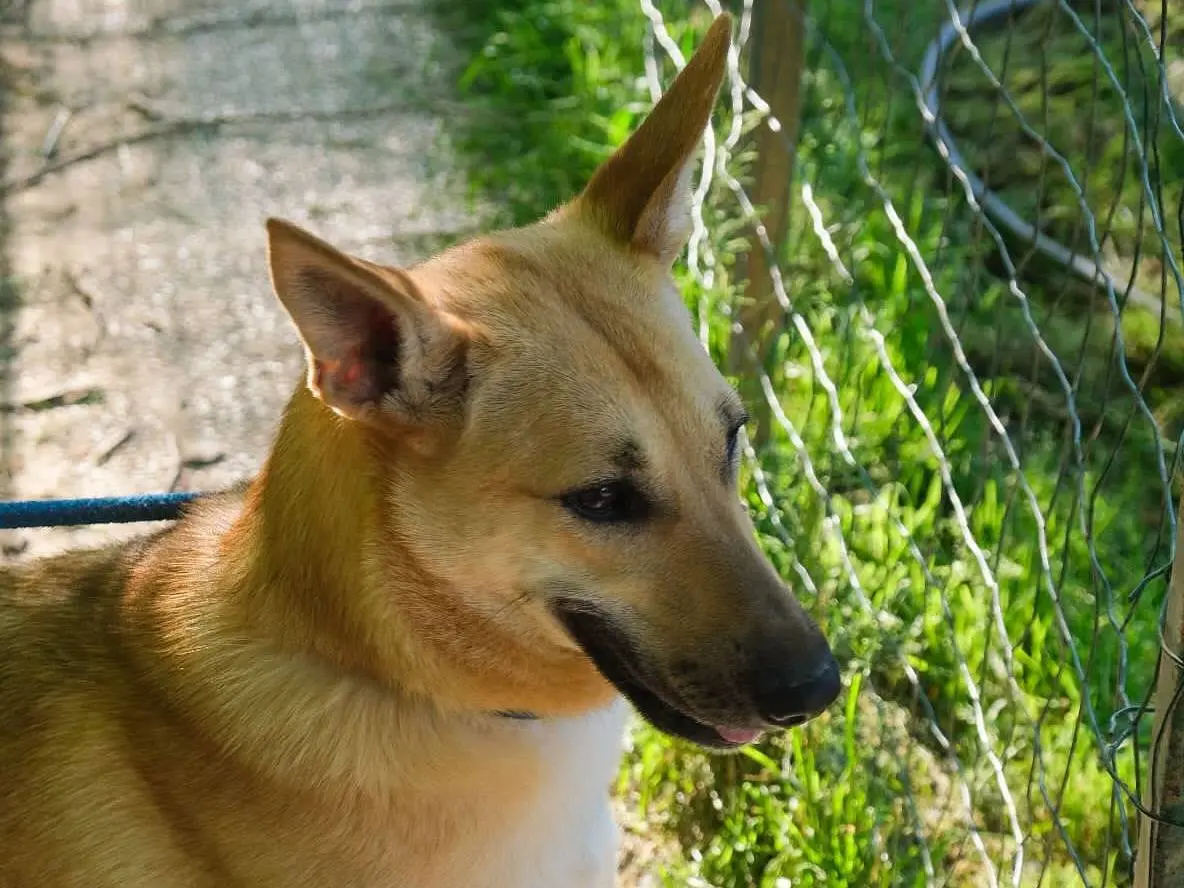 Adotta un cane, taglia media, femmina, Torino