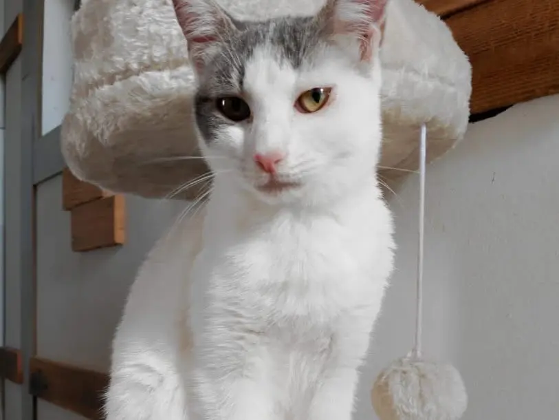 Adotta un gatto, femmina, 1 anno e 3 mesi, Bari