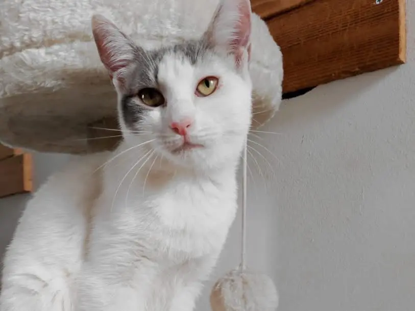 Adozione gatto, femmina, Razza sconosciuta Razza sconosciuta, 1 anno e 3 mesi, taglia non valida, Bari