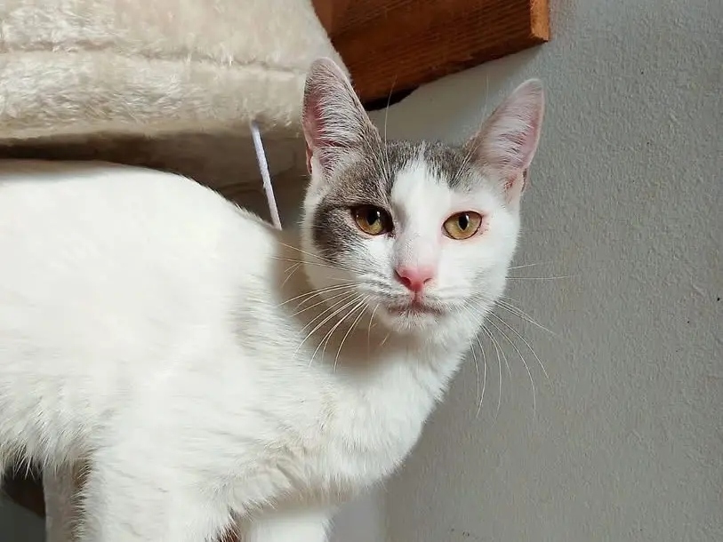 Vuoi adottare un gatto a Bari?