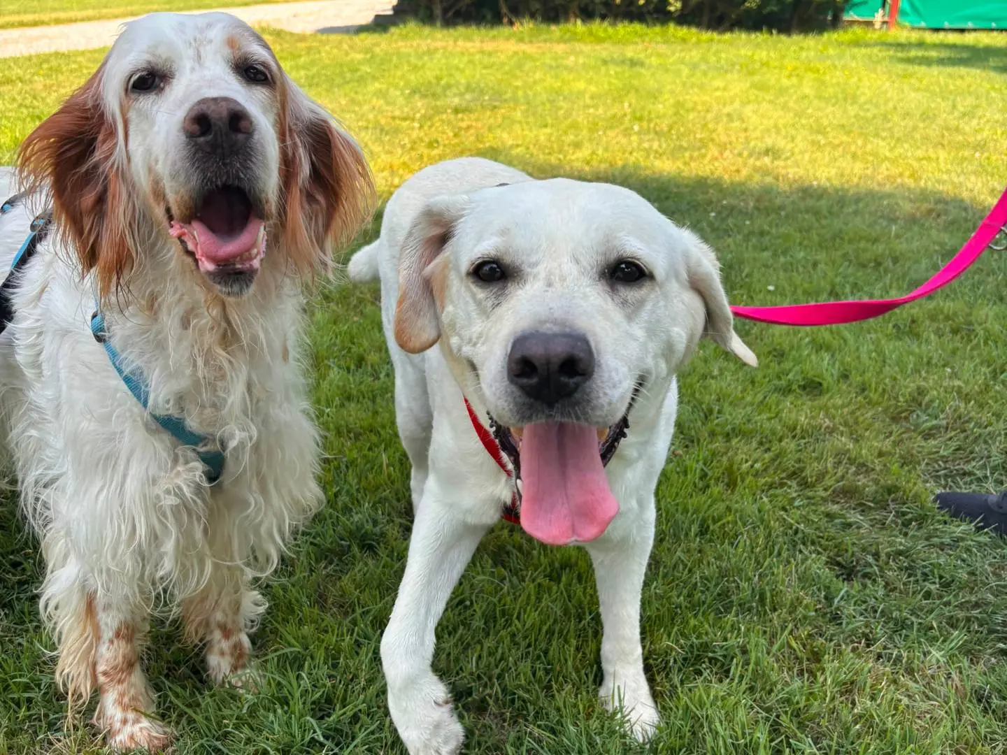 Vuoi adottare un cane a Milano?