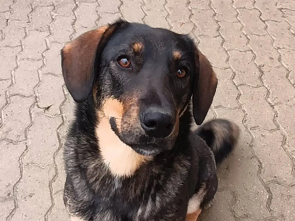 Adotta il cane Betty a Alessandria