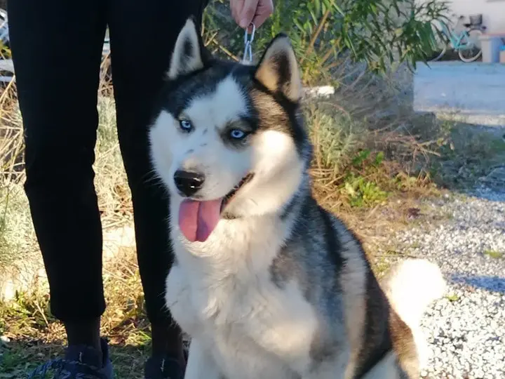 Vuoi adottare un cane a Venezia?