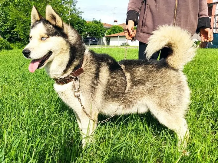 Adotta un cane, maschio, 8 anni, Venezia