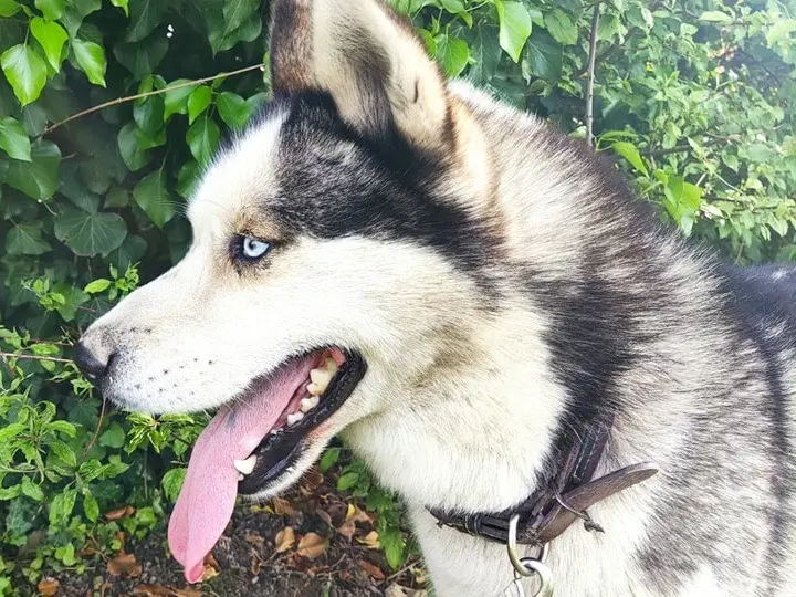 Adozione cane, maschio, Siberian Husky Razza sconosciuta, 8 anni, taglia media, Venezia