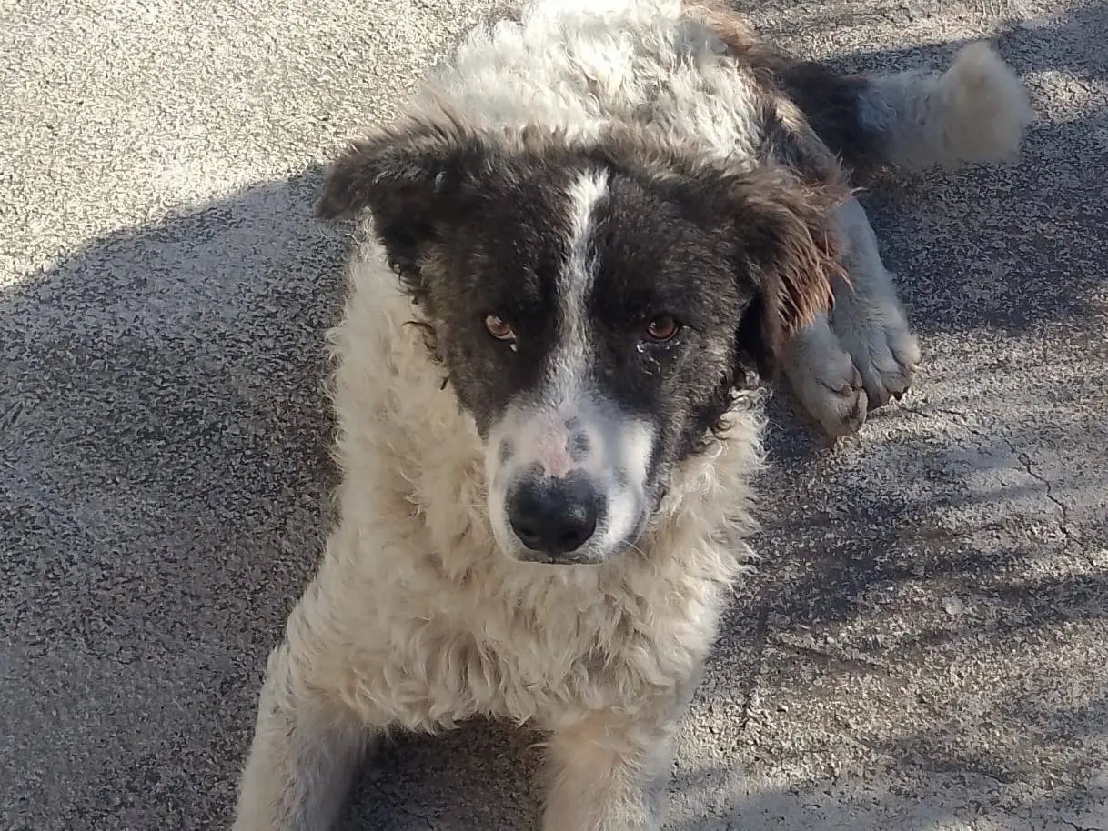 Foto 3 dell'animale