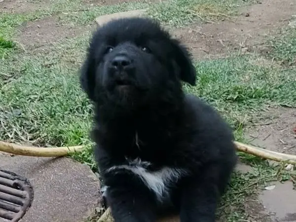 Adotta un cane, maschio, 7 mesi, Reggio