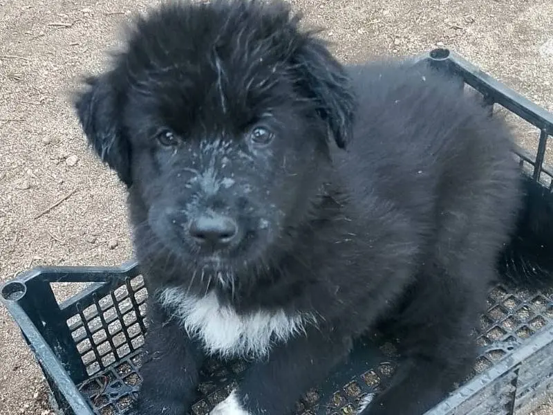 Adozione cane, maschio, Pastore maremmano Razza sconosciuta, 7 mesi, taglia grande, Reggio