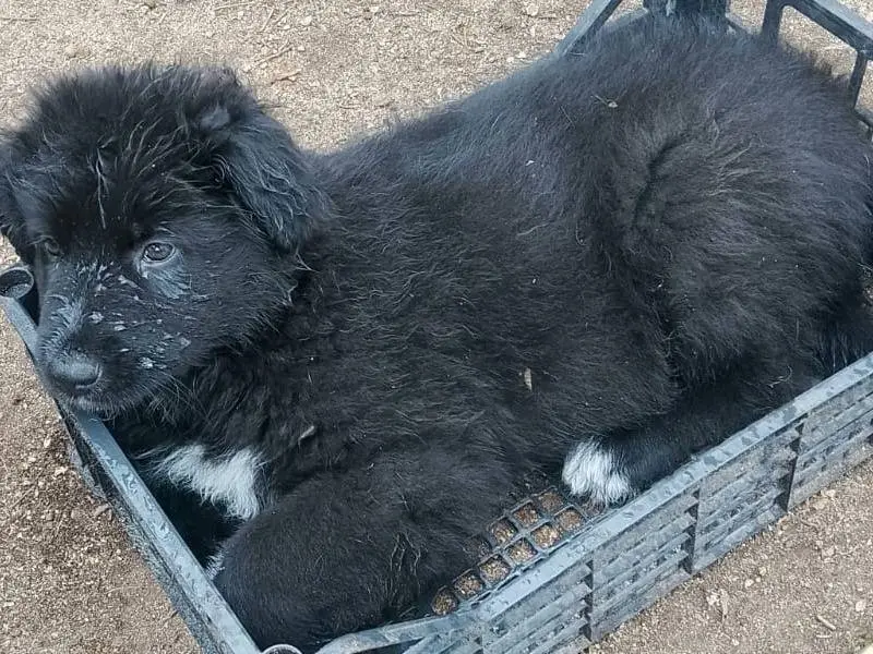 Adotta un cane, taglia grande, maschio, Reggio