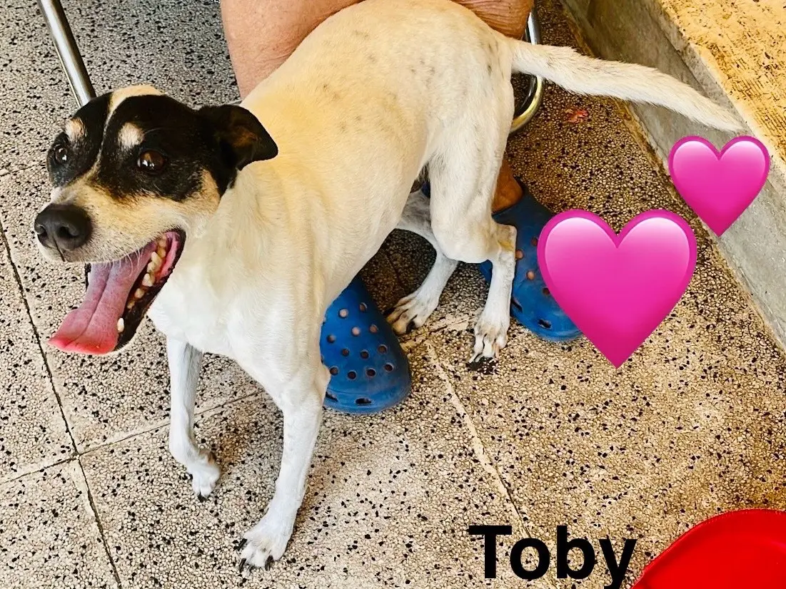Adotta un cane, taglia piccola, maschio, Milano