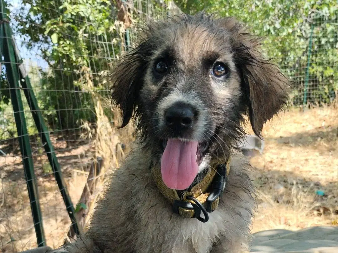 Adozione cane, maschio, Razza sconosciuta Razza sconosciuta, 5 mesi, taglia media, Vibo