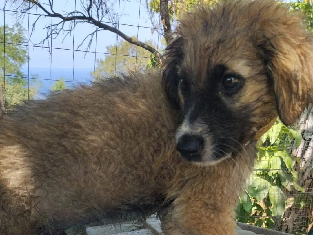 Adotta un cane, maschio, 5 mesi, Vibo
