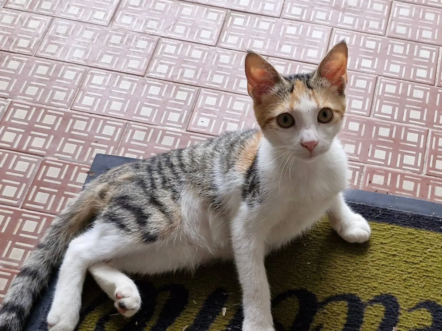 Adozione gatto, femmina, Razza sconosciuta Razza sconosciuta, 1 anno e 4 mesi, taglia non valida, Pavia