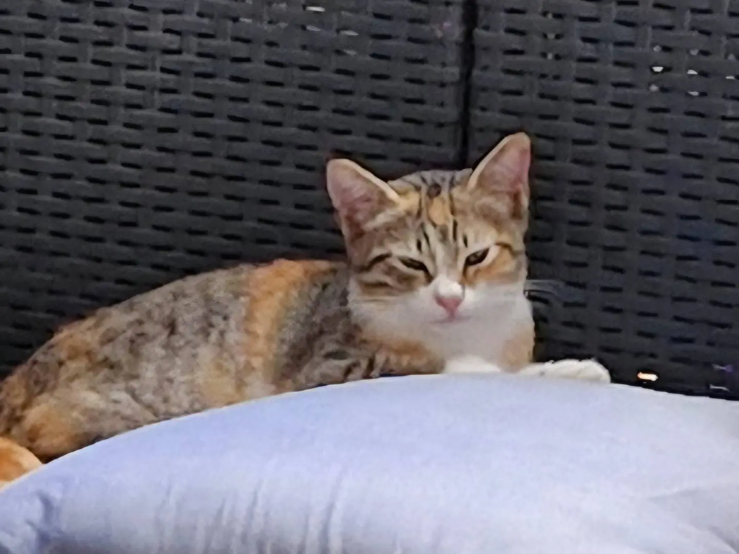 Adotta un gatto, femmina, 1 anno e 4 mesi, Pavia