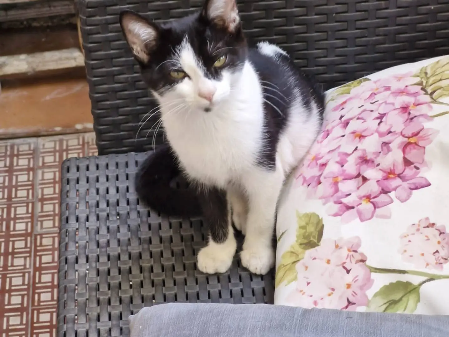 Vuoi adottare un gatto a Pavia?