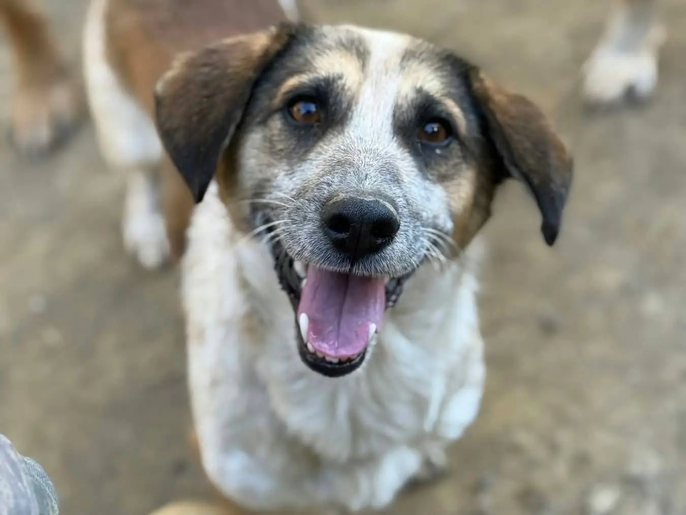 Adotta un cane, maschio, 3 anni e 1 mese, Firenze