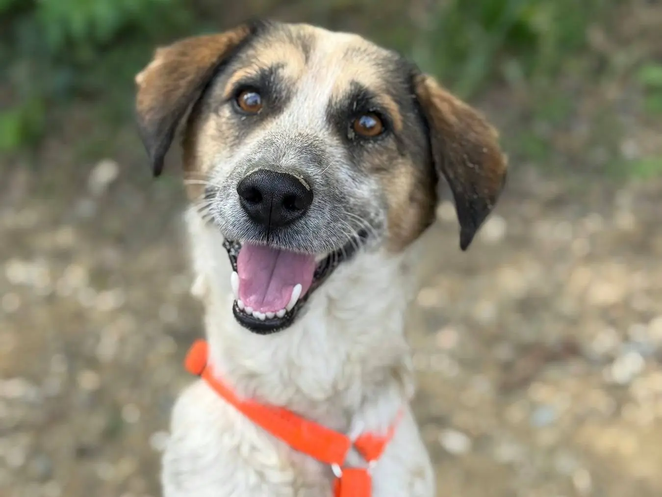 Adozione cane, maschio, Razza sconosciuta Razza sconosciuta, 3 anni e 1 mese, taglia piccola, Firenze