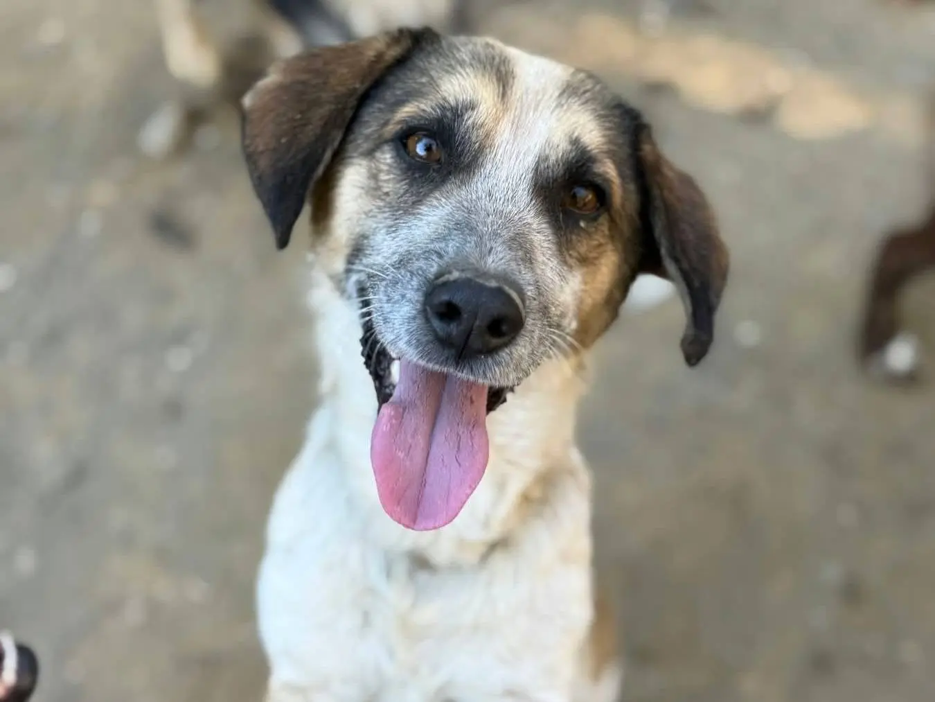 Adotta un cane, taglia piccola, maschio, Firenze
