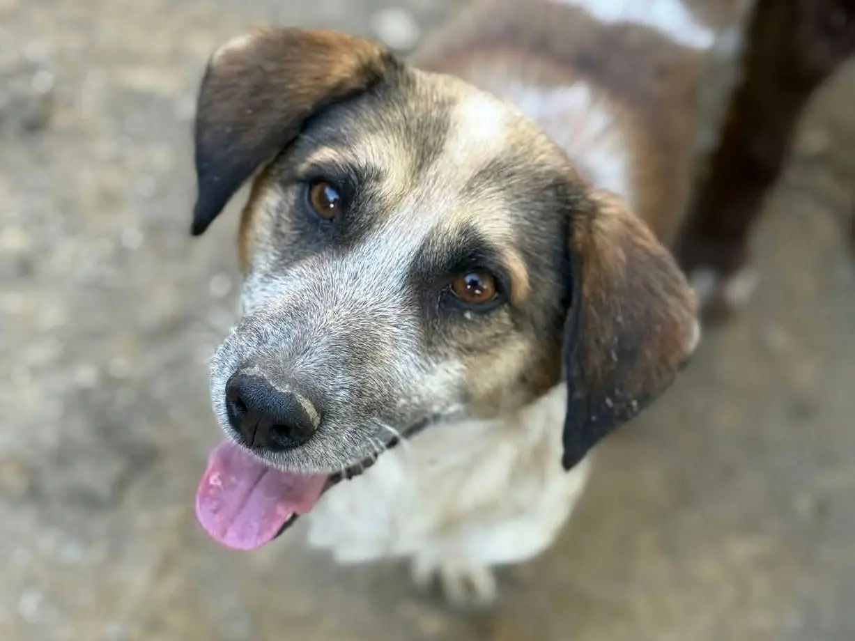 Vuoi adottare un cane a Firenze?