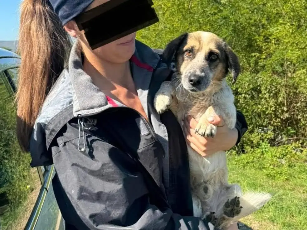 Adotta il cane HAPPY a Firenze