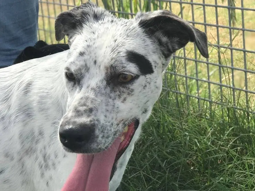 Adotta un cane, taglia media contenuta, femmina, Latina
