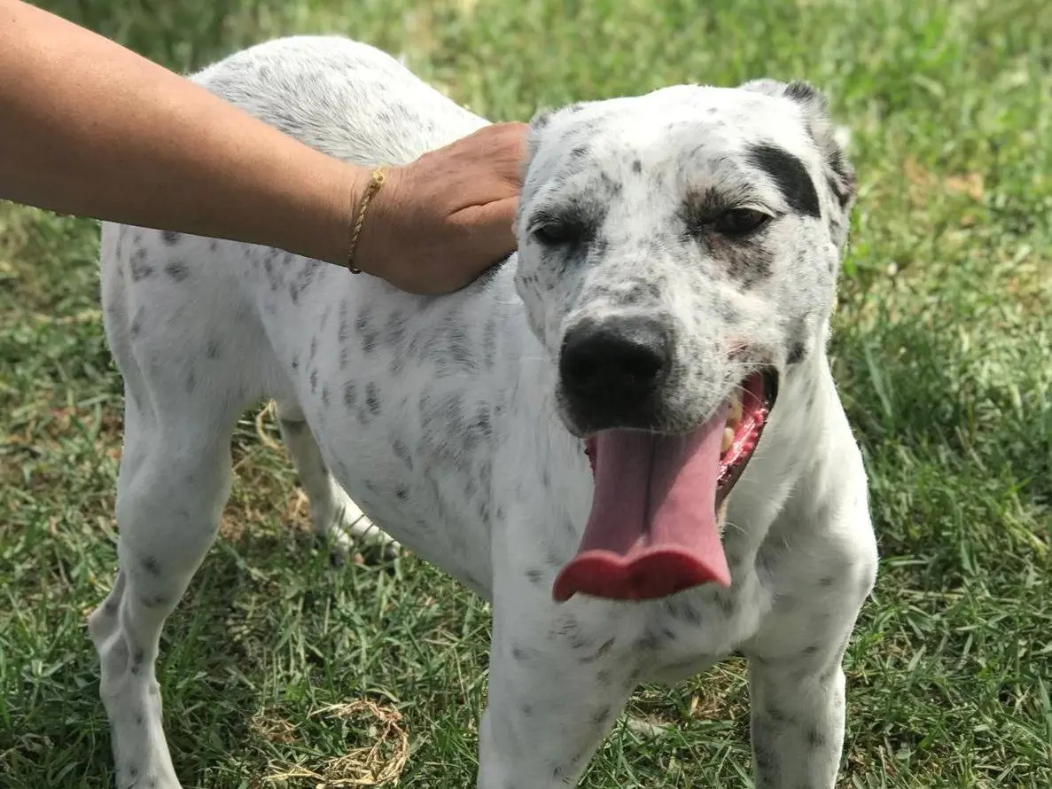 Adozione cane, femmina, Pointer, 3 anni e 5 mesi, taglia media contenuta, Latina