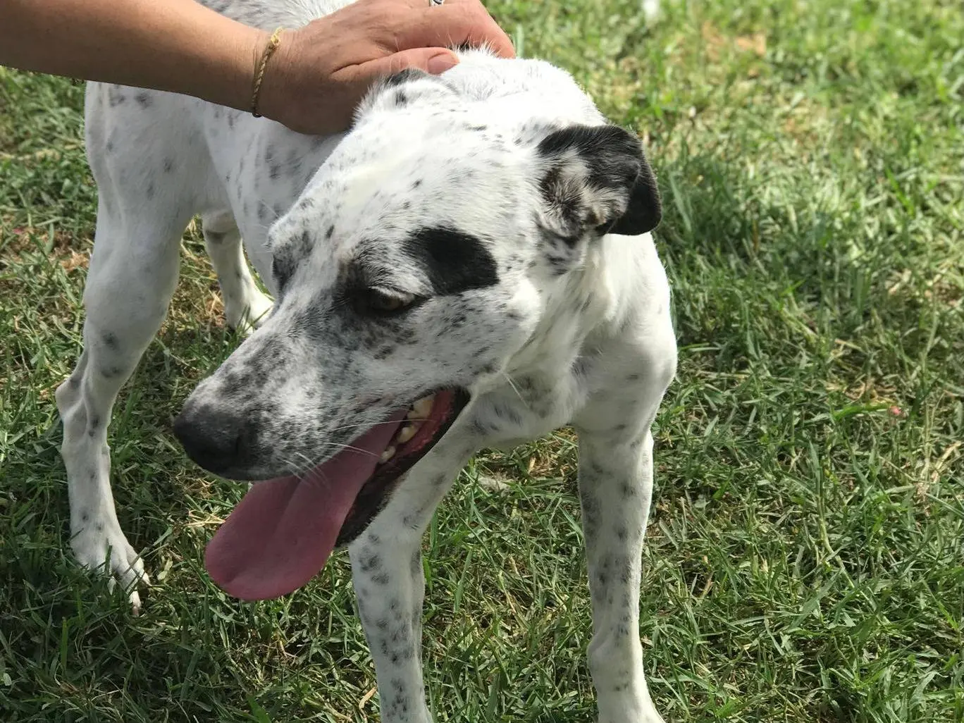 Vuoi adottare un cane a Latina?
