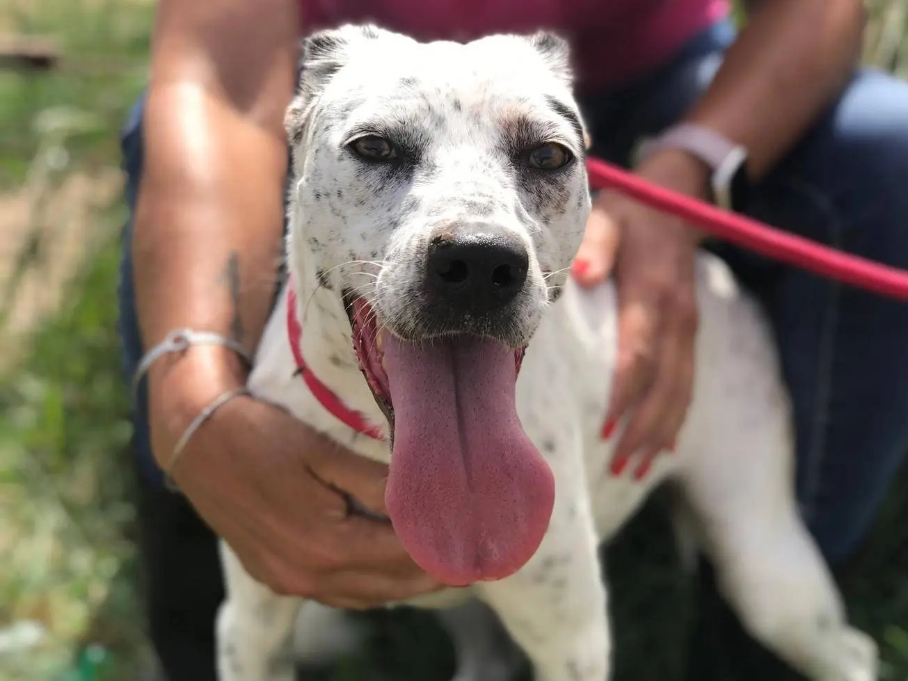 Adotta un cane, femmina, 3 anni e 5 mesi, Latina