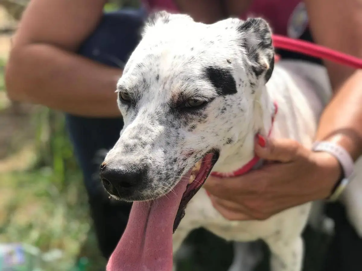 Adotta il cane Daila a Latina