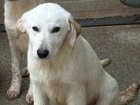 Adotta un cane, maschio, 9 mesi, Cosenza