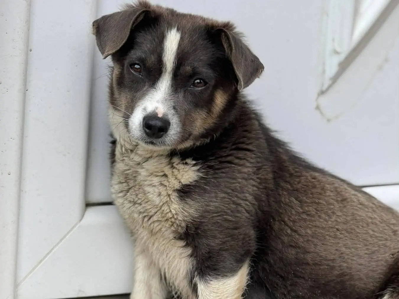 Adozione cane, femmina, Razza sconosciuta Razza sconosciuta, 2 anni e 1 mese, taglia piccola, Firenze