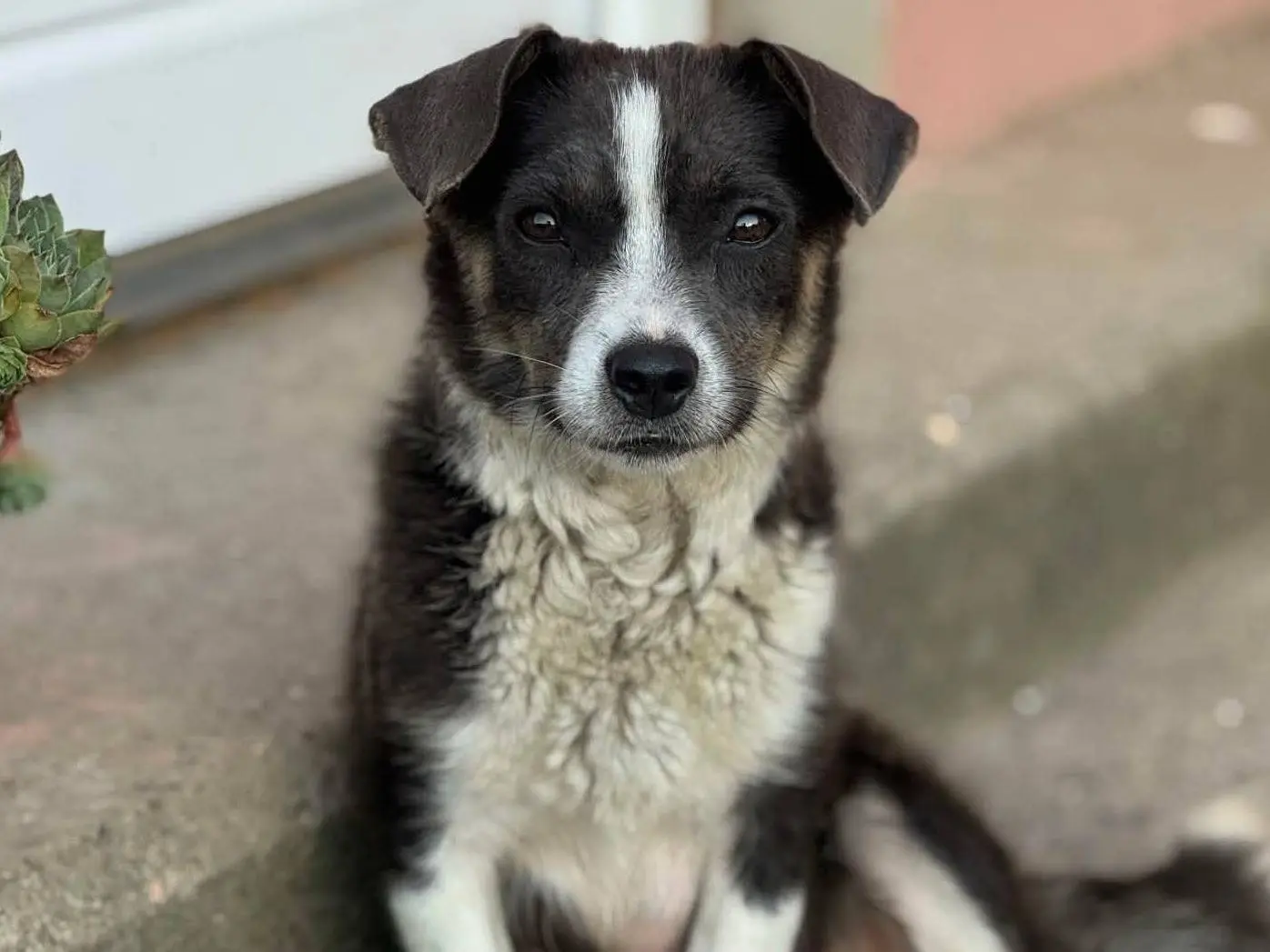 Adotta un cane, femmina, 2 anni e 1 mese, Firenze